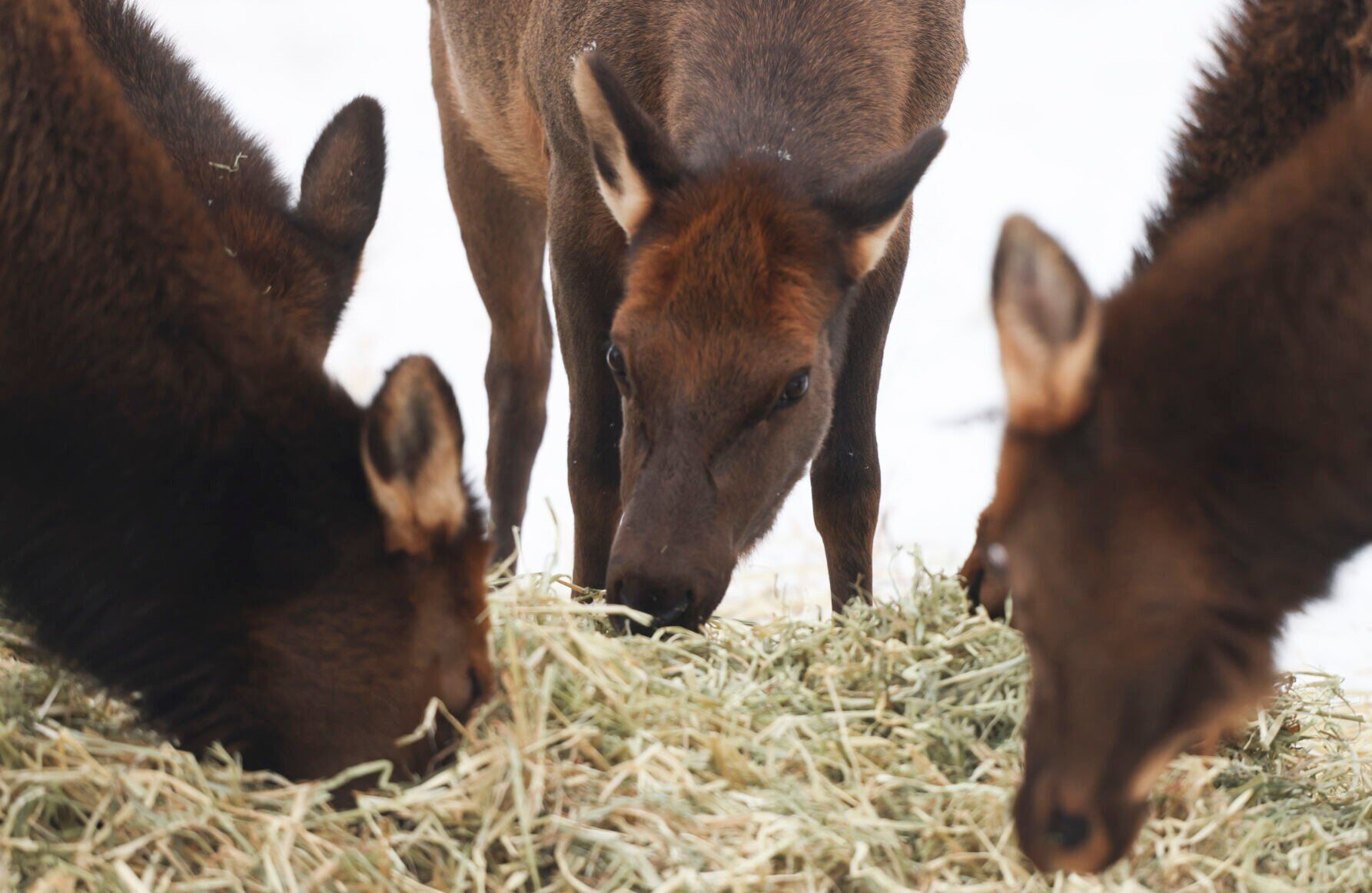Alces comiendo
